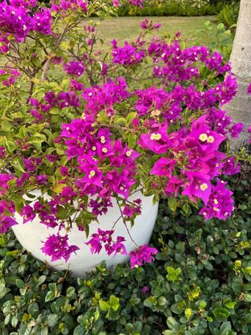 6113 PAYNE STEWART DRIVE, Windermere, FL 34786