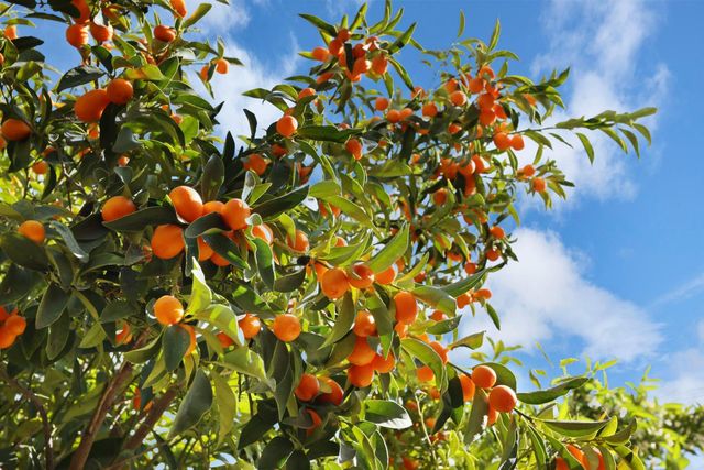 64 E Noble St, Stockton, CA 95204