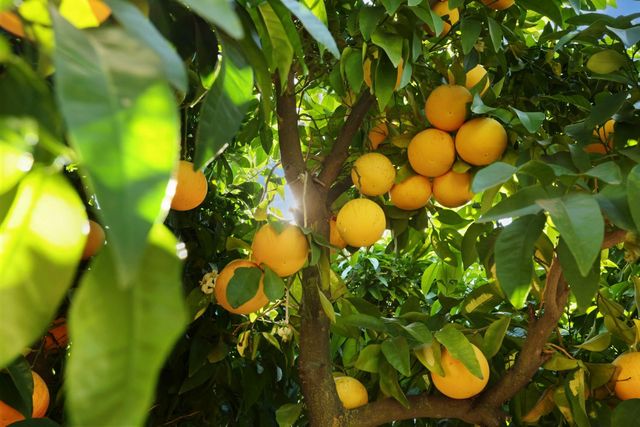 64 E Noble St, Stockton, CA 95204