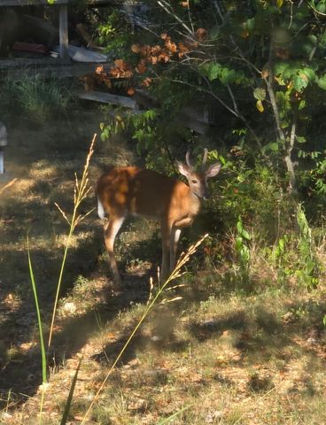 1725 Cook Road, Taneyville, MO 65759