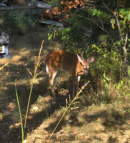 1725 Cook Road, Taneyville, MO 65759