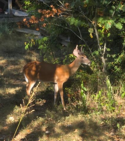 1725 Cook Road, Taneyville, MO 65759