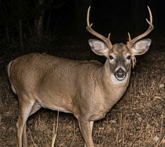 0 Upper Standing Rock Road, Dover, TN 37058