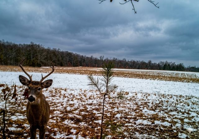0 Upper Standing Rock Road, Dover, TN 37058