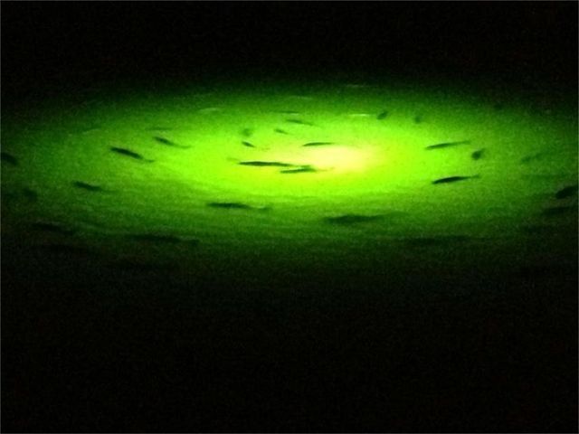 43 Shell Key, Hitchcock, TX 77563