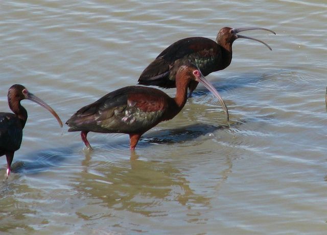 43 Shell Key, Hitchcock, TX 77563