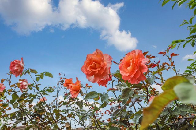 2039 Peregrine St, Manteca, CA 95337