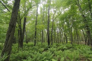 Lot 1 CSM 2309 Deer Run, Montello, WI 53949