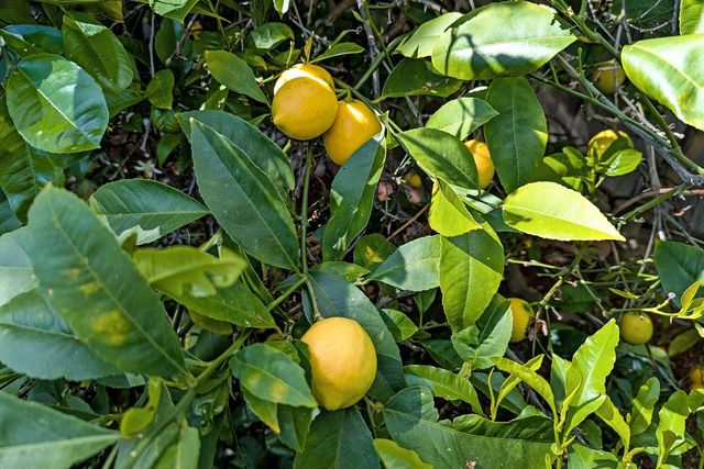 1418 Meadow Lane, Mountain View, CA 94040