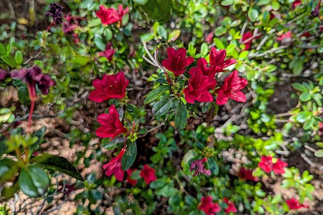 1418 Meadow Lane, Mountain View, CA 94040