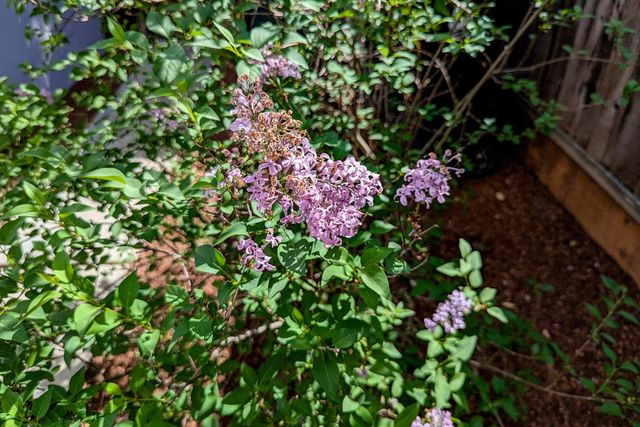 1418 Meadow Lane, Mountain View, CA 94040