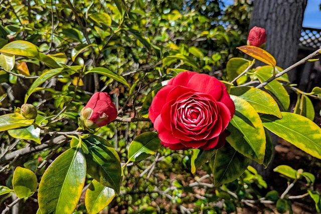 1418 Meadow Lane, Mountain View, CA 94040