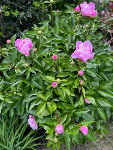 255 Stable Road, Milford, NH 03055