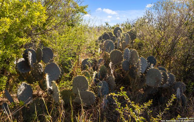 2198 CR 653, Devine, TX 78016