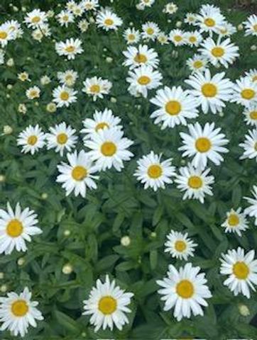 8323 W Franklin Avenue, Saint Louis Park, MN 55426