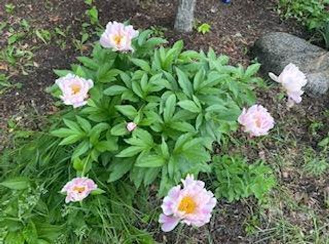 8323 W Franklin Avenue, Saint Louis Park, MN 55426