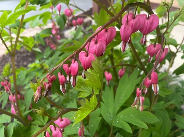 8323 W Franklin Avenue, Saint Louis Park, MN 55426