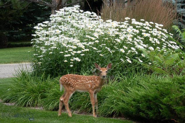 4510 Morning Sun Drive, Bozeman, MT 59715