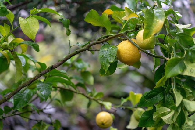 3081 23rd Avenue, Oakland, CA 94602