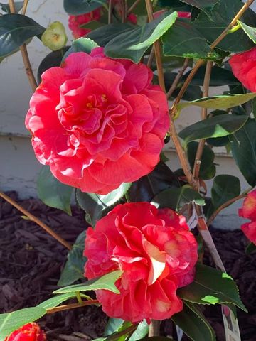 12 Riviera Circle, Redwood City, CA 94065