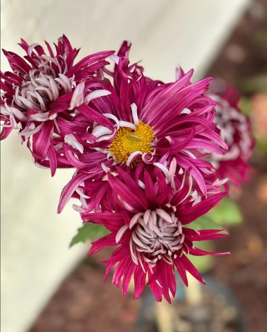 12 Riviera Circle, Redwood City, CA 94065