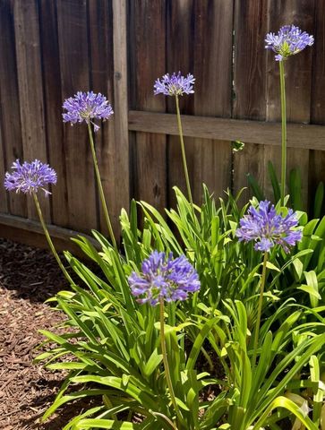 12 Riviera Circle, Redwood City, CA 94065