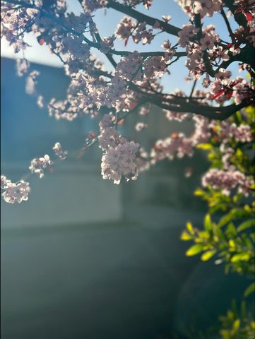 12 Riviera Circle, Redwood City, CA 94065