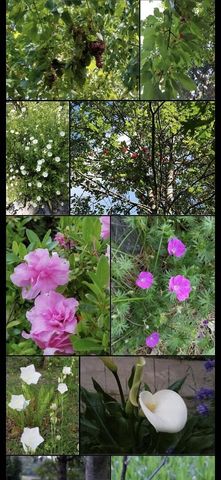 234 Penny Lane, Grants Pass, OR 97527