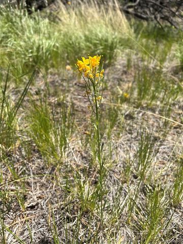 lot 542 Forbes Park, Fort Garland, CO 81133