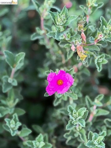 1650 Shasta St, Richmond, CA 94804