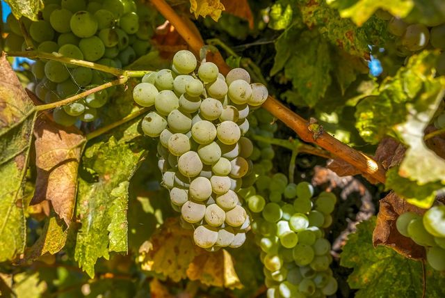 22215 N Devries Rd, Lodi, CA 95242