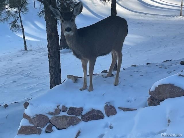 18890 Wing Tip Road, Colorado Springs, CO 80908