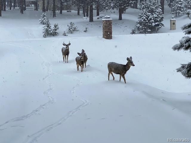 18890 Wing Tip Road, Colorado Springs, CO 80908