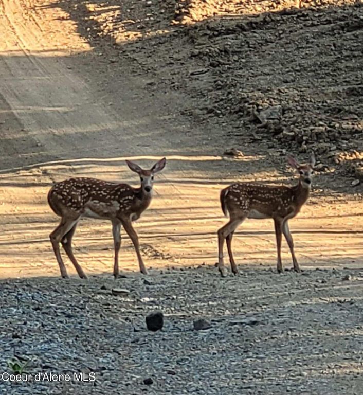 5254 E Mabel Ln, Harrison, ID 83833 photo 40