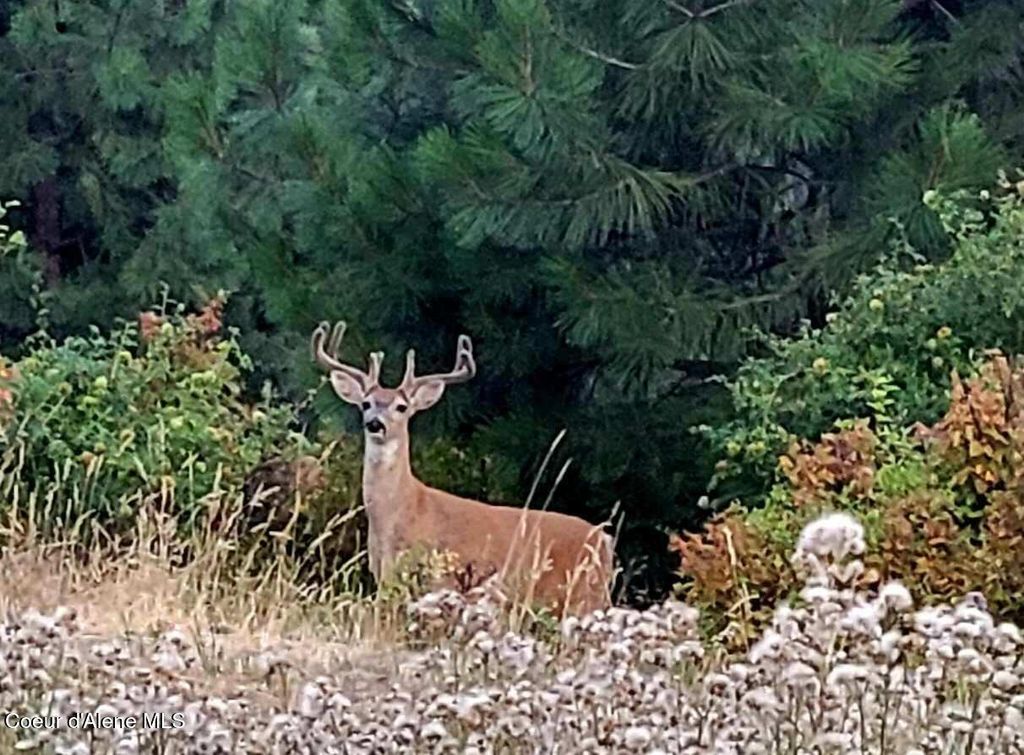 5254 E Mabel Ln, Harrison, ID 83833 photo 43