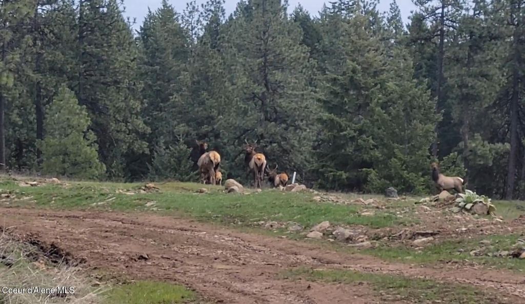 5254 E Mabel Ln, Harrison, ID 83833 photo 44