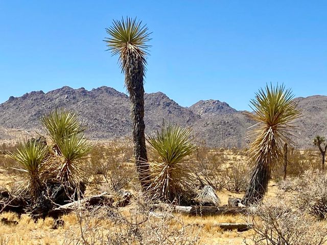 109 Border Avenue, Joshua Tree, CA 92252