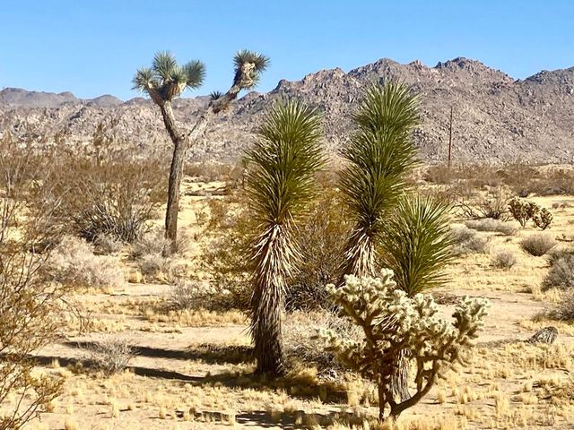 109 Border Avenue, Joshua Tree, CA 92252
