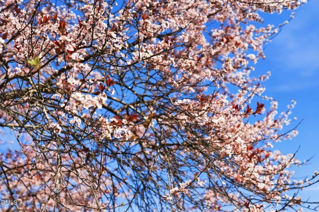 12520 Honeychurch Street, Raleigh, NC 27614