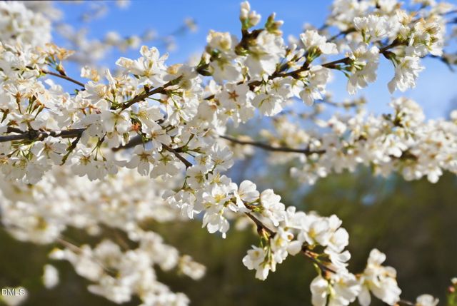 12520 Honeychurch Street, Raleigh, NC 27614