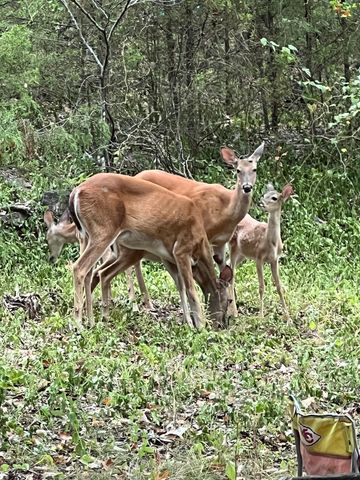 105 Mimosa Street, Branson, MO 65616