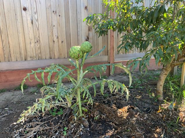 166 Afton Road, Salinas, CA 93905