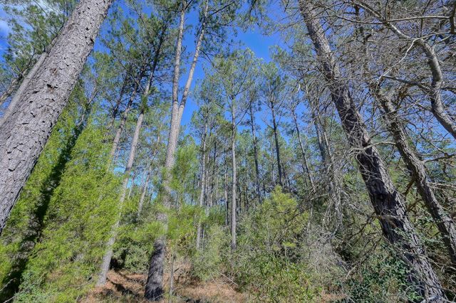 15688 Wooded Trail Way, Willis, TX 77378