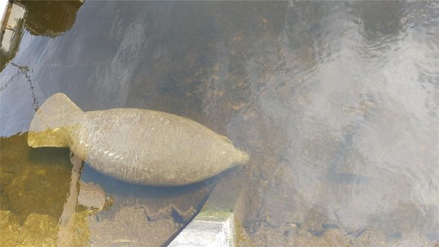 1806 NE 22nd Terrace, Fort Lauderdale, FL 33305