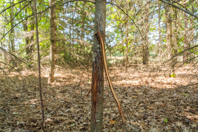 Parcel A Honor Highway, Interlochen, MI 49643