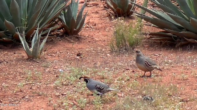 485 MOUNTAIN SHADOWS Drive, Sedona, AZ 86336
