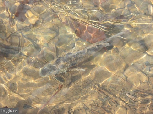 320 COWGILL LN, Paw Paw, WV 25434