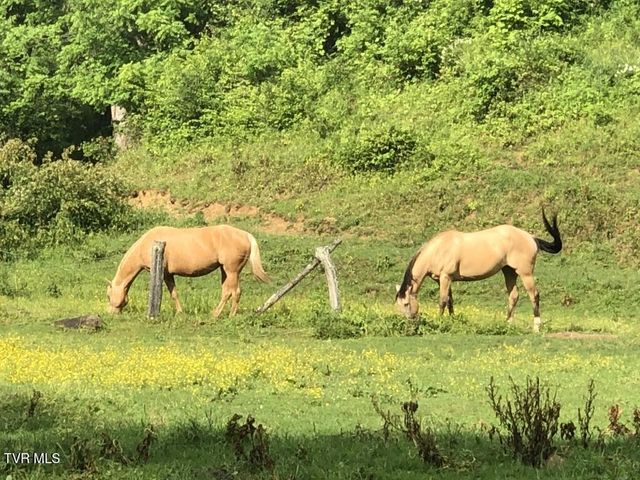 451 Heaton Creek Road, Roan Mountain, TN 37687