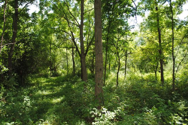 3173 Luna Drive, Dexter, MI 48130