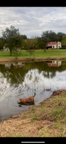 4243 Beech Log Rd, Lebanon, TN 37090
